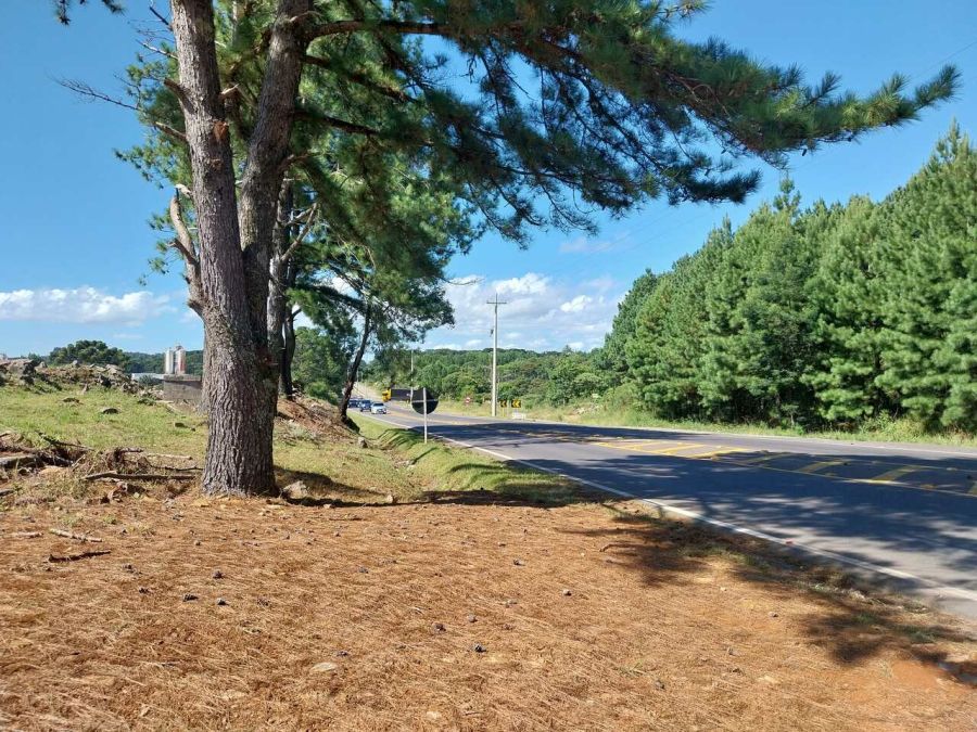 Terreno - Aluguel - Distrito Industrial - Canela - RS