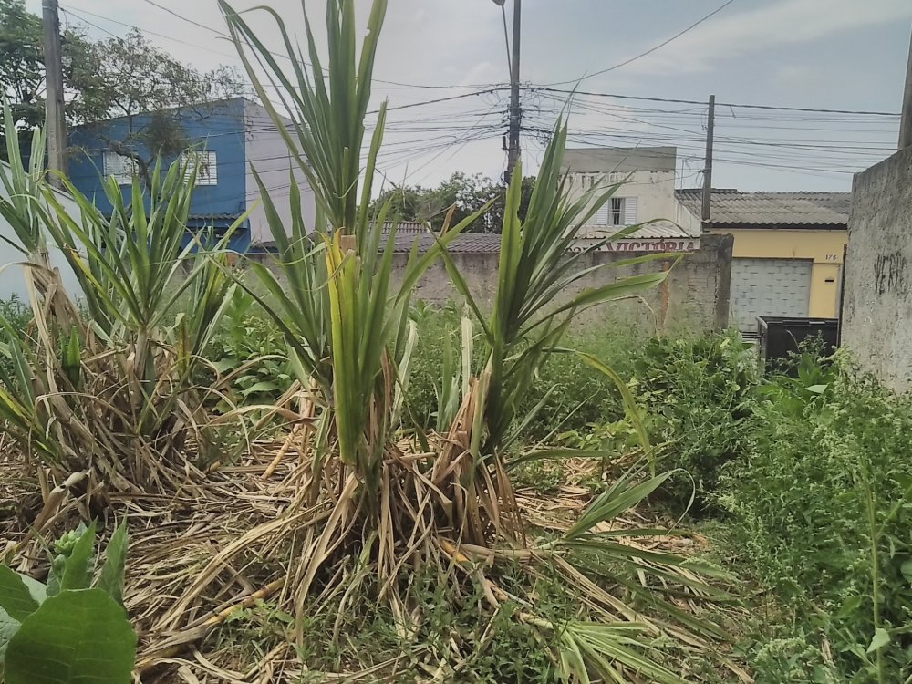 Terreno - Venda - Vila Barão - Sorocaba - SP